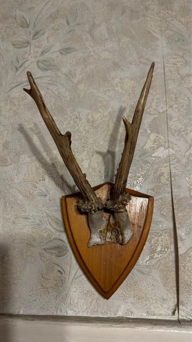 Poroże gotowe do powieszenia