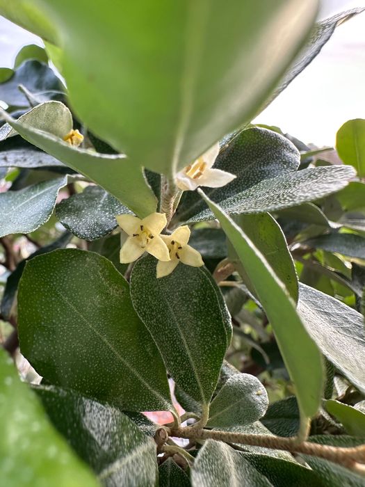 Bonsai Eleagnus Umbelatum, 23 anos