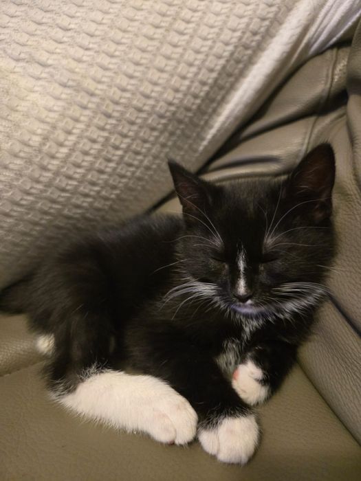 Oddam kotka  za darmo