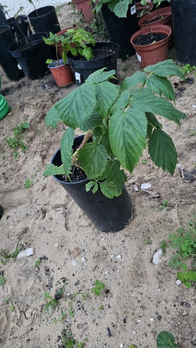 Vendo algumas árvores de fruto