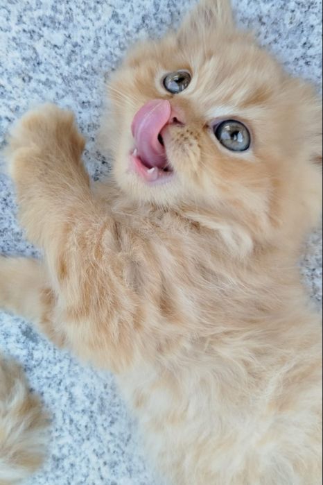 Benji Gatinho Persa Red Tabby  para Acasalar