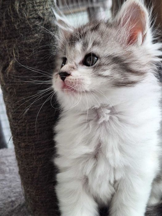 Barbie Royal Cat Maine Coon