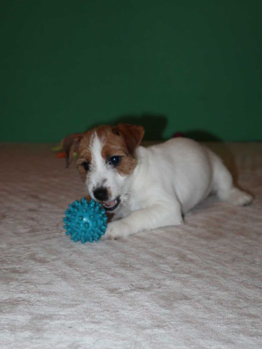 Джек Рассел тер'єр цуценя дівчинка