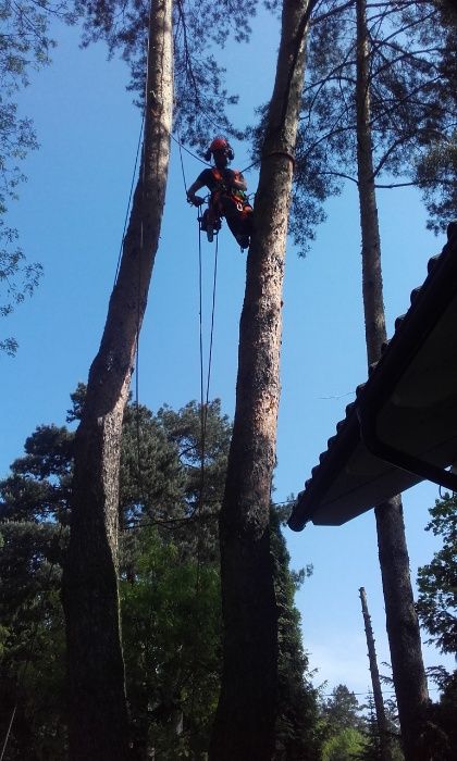 Drzewo drewno kominkowe , opałowe Pabianice Łódź Zgierz Konstantynów