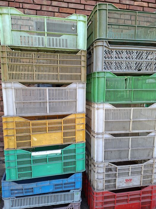 Skrzynki plastikowe sadownicze / warzywnicze – około 100 szt.
