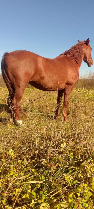 Продається кобила!