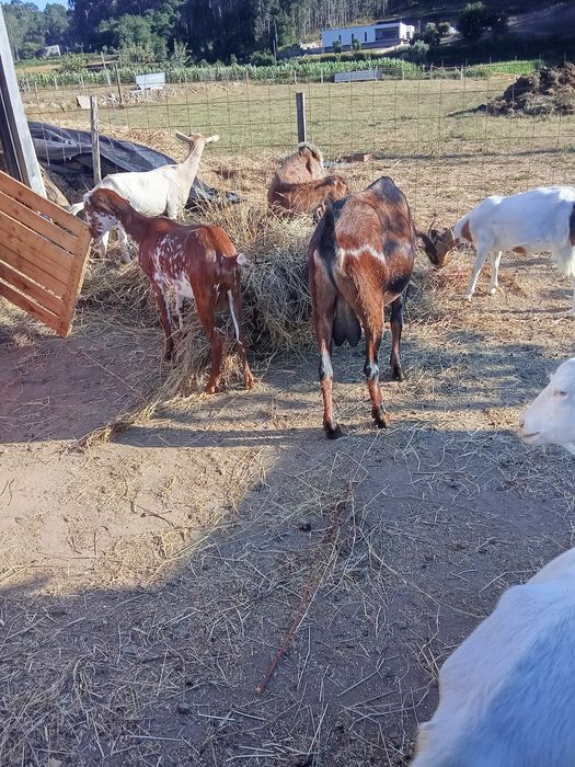 Cabras disponíveis para venda