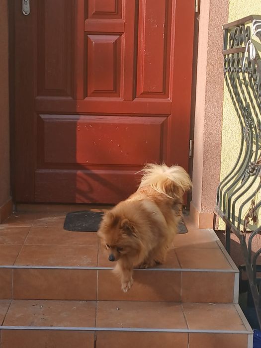 Szpic Niemiecki śliczna suczka