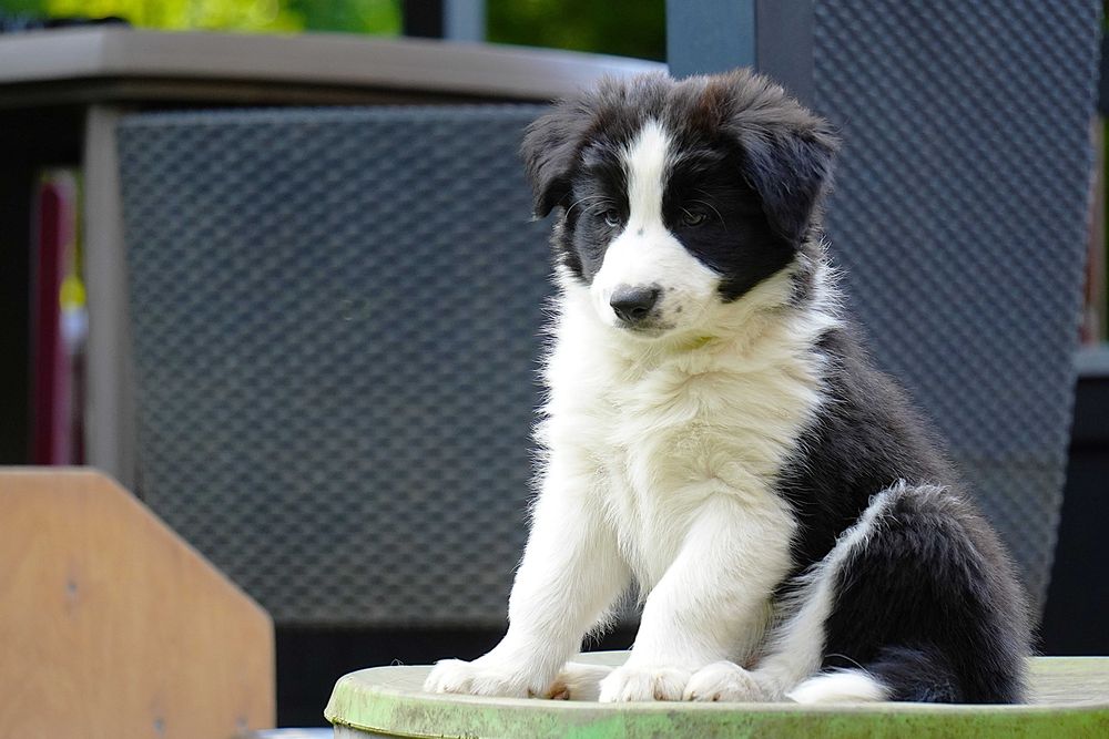 Border collie ZKwP/fci - szczeniak gotowy do zmiany domu