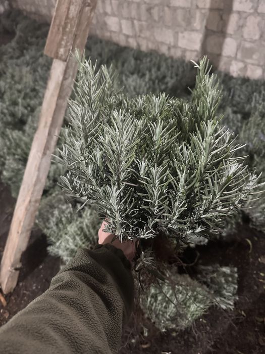Продам кущі лаванди рожевої та синьої