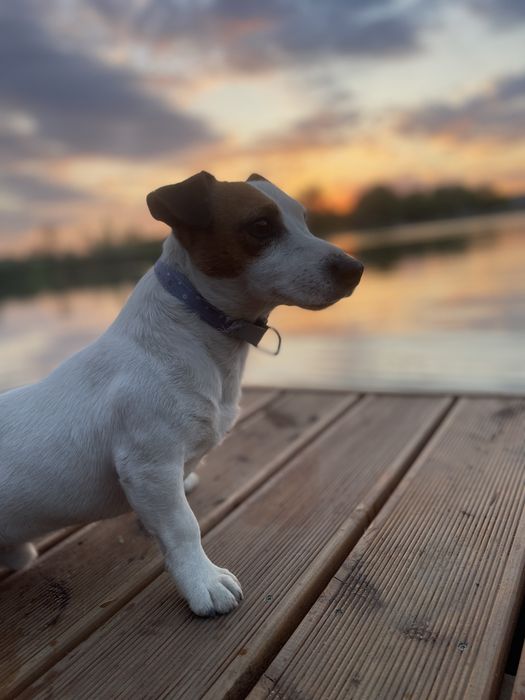 Jack Russell  Terrier suczka malutka  Jack Rusel Terier