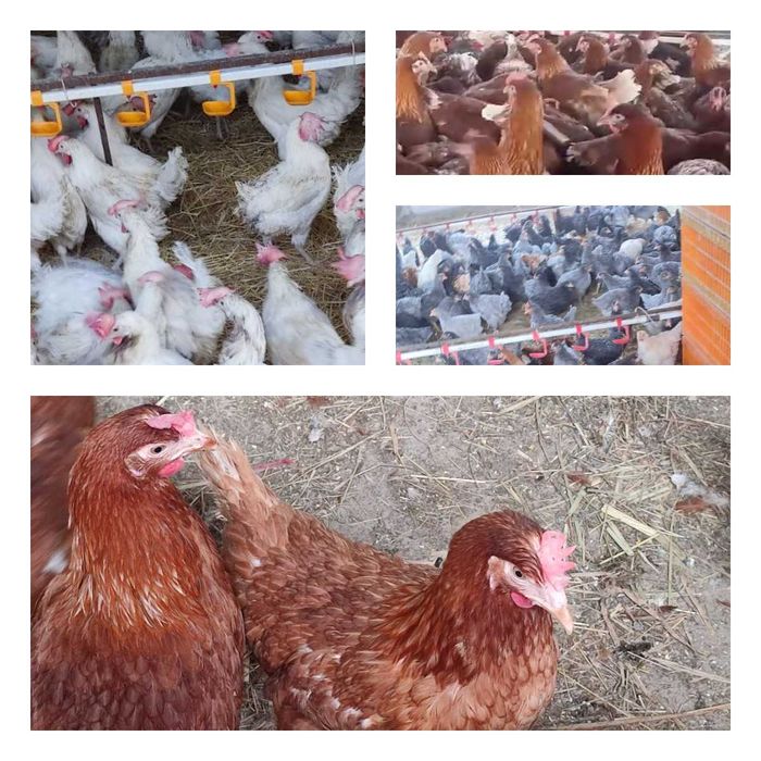 Продам кури несушки! Доставка безкоштовна. Знам'янка!