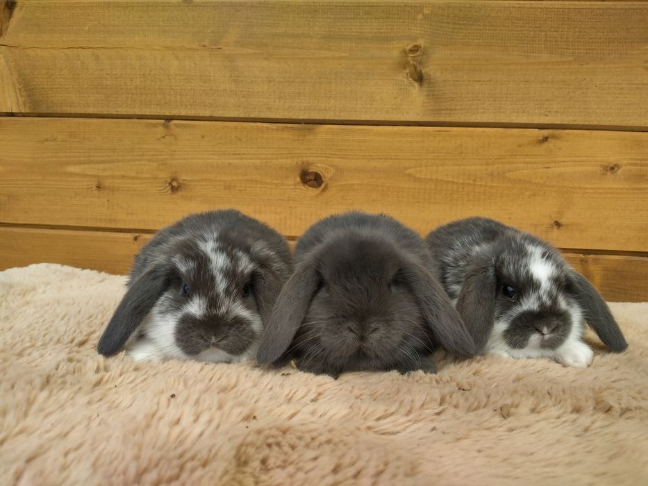 Baranek mini lop