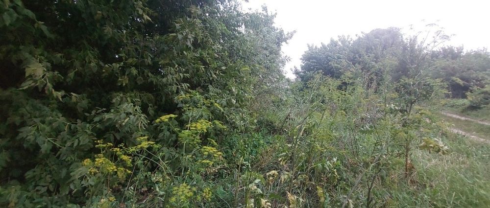 Продам земельный участок в Солоницевском ОТГ (п.Пересечное)