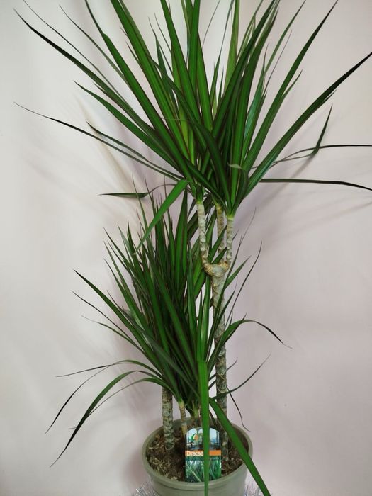 Антуріум,селагінела,хойя,драцена,шефлера,каланхоє