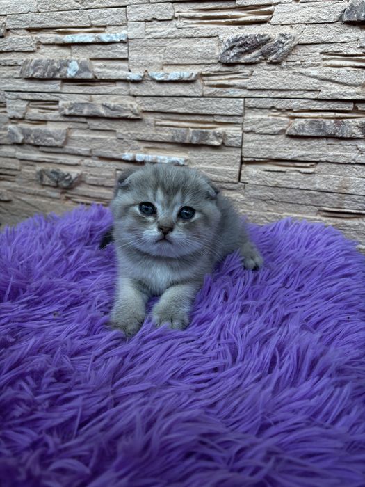 Шотландська висловуха кішечка
