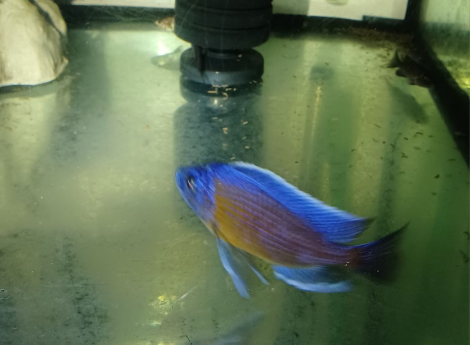 Cicllidio africano - Copadichromis borleyi Kadango