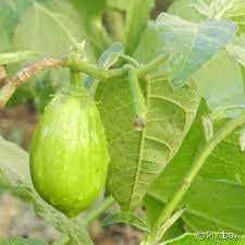 plantinhas de tomate jilo