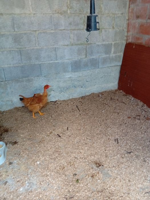 2 frangas caseiras a começar a pôr ovos .