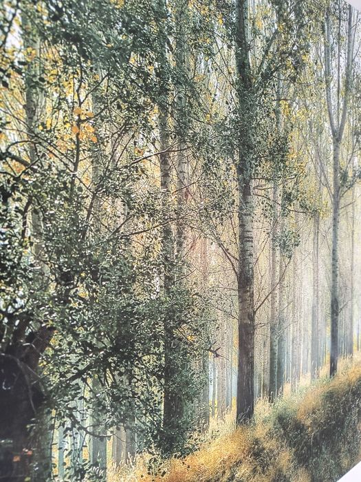 Obraz na płótnie Las, drzewa Prezent dekoracja salonu