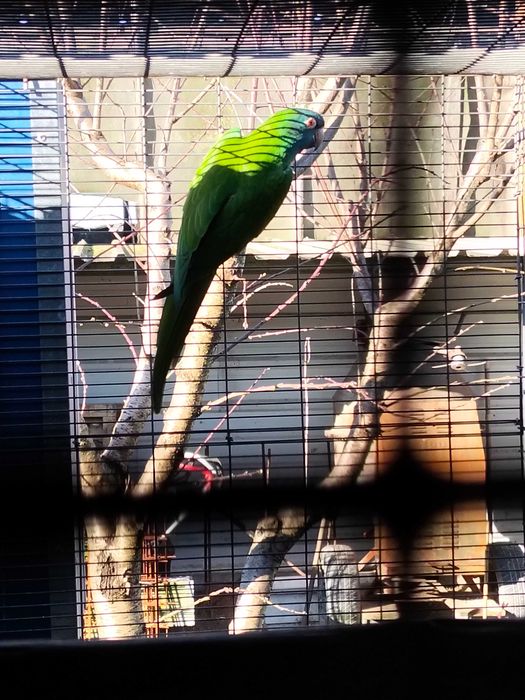 Casal de conures de cabeça azul