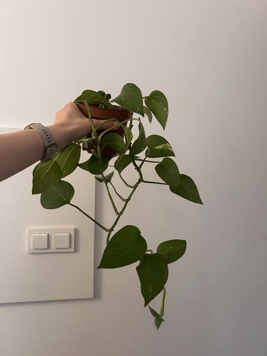 Epipremnum 2 odmiany REZERWACJA