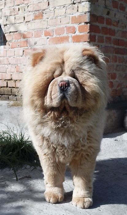 Чау -чау кобель.