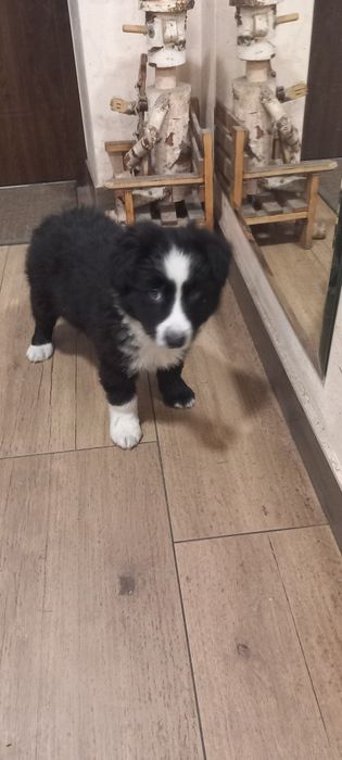 Piesek Border collie