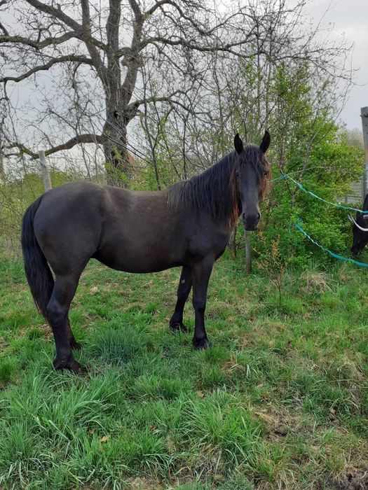 3-letnia klacz półfryzyjka na sprzedaż