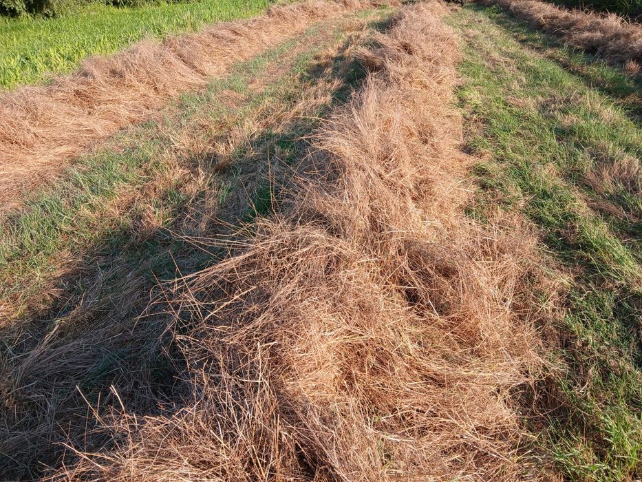 Fardos pequenos fes azevém