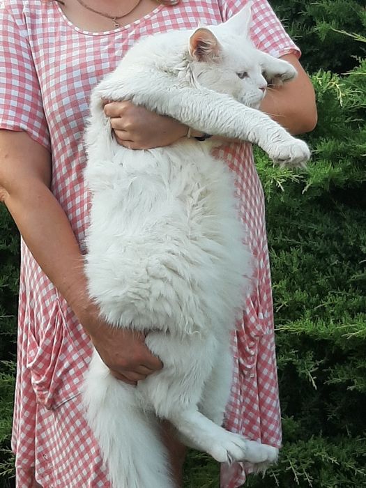 МЕЙН-КУН хлопчик на в'язку