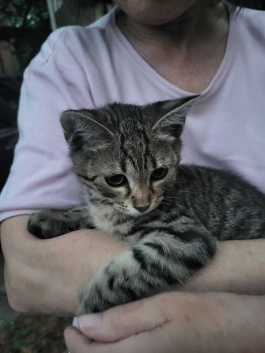 Віддам котика в люблячу родину