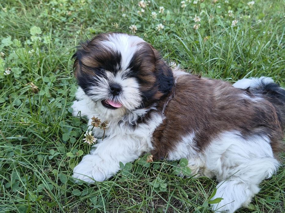 *Shih tzu *  misiaczki