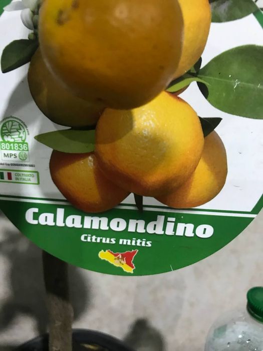 Каламондин   Цитрофортунелла