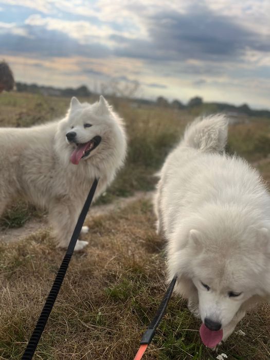 2 samoyedy do adopcji