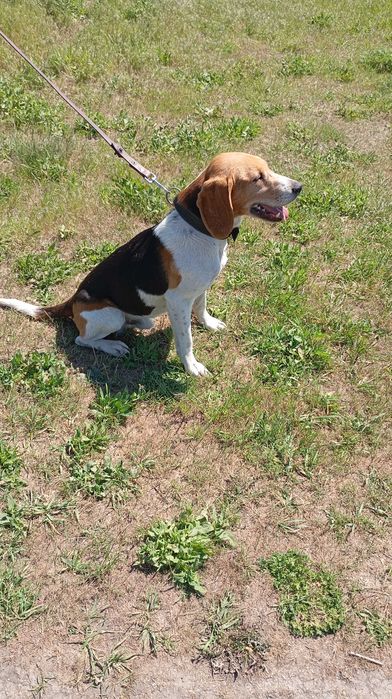 Пес на зв'язку красавчик