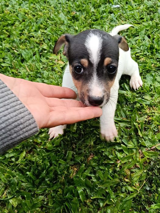 Jack Russel fêmea só este fim de semana