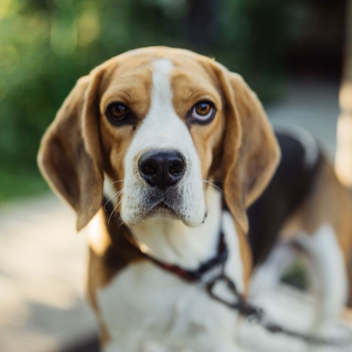 Чистокровний Бігль кобель на вʼязку.