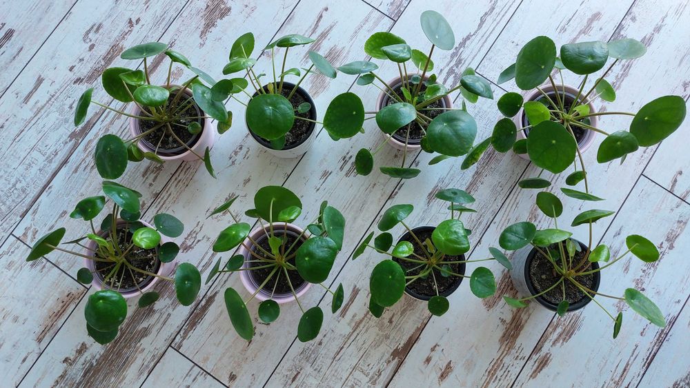 Pieniążek (Pilea peperomiowaty/ Pilea peperomioides) PROMOCJA!