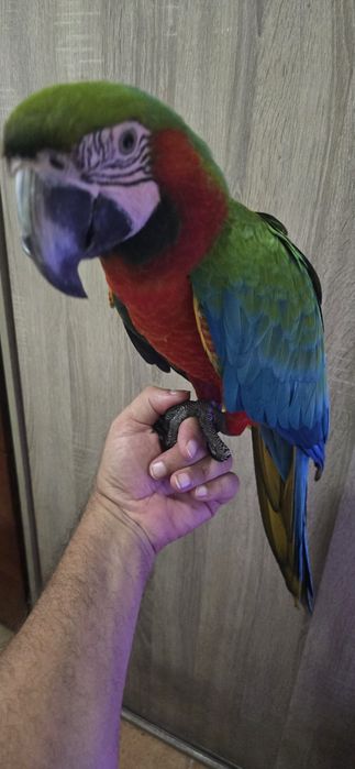 Araras Arlequim Hibridas