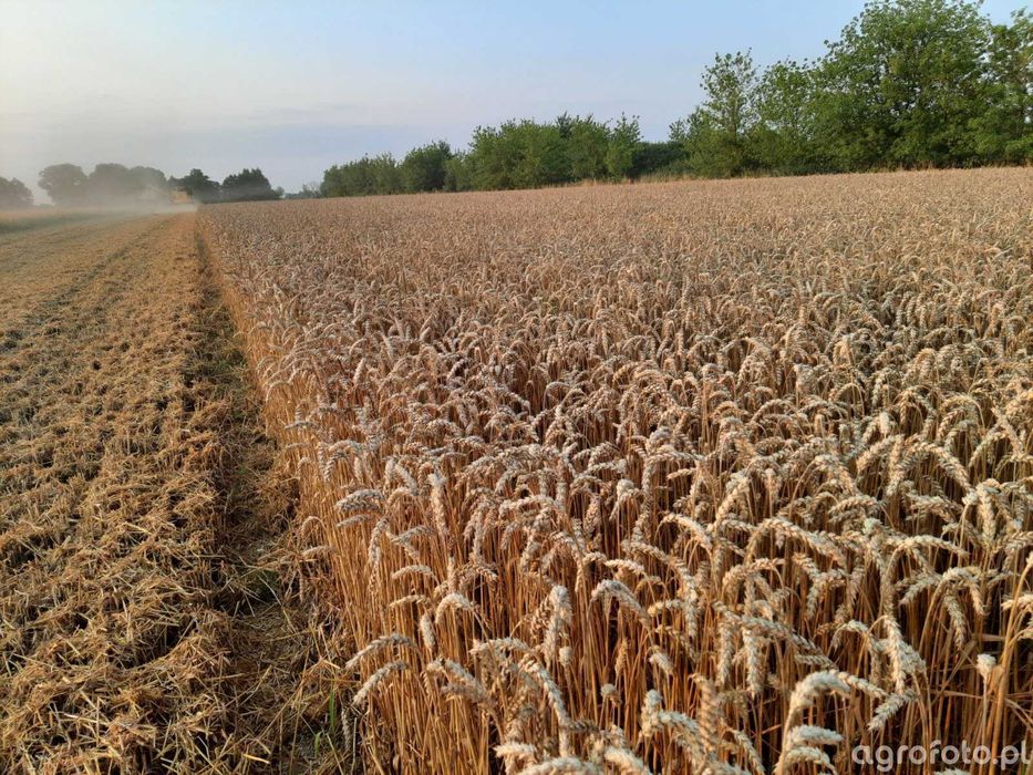 Pszenica ozima euforia