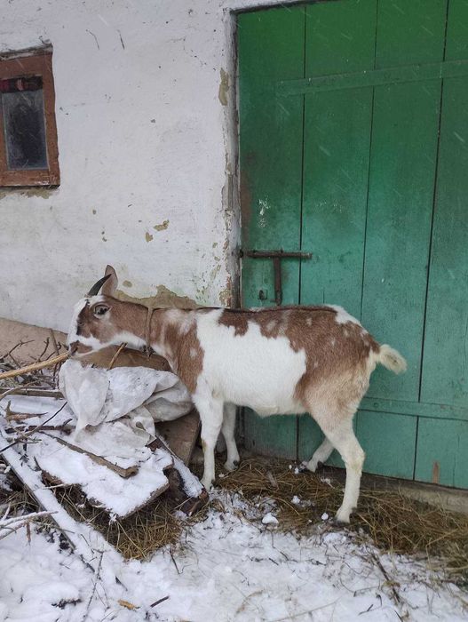 Продам козу , високо удойну