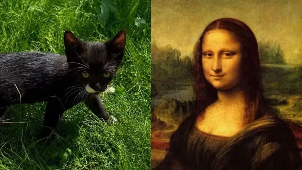 Кошенята шукають люблячу родину