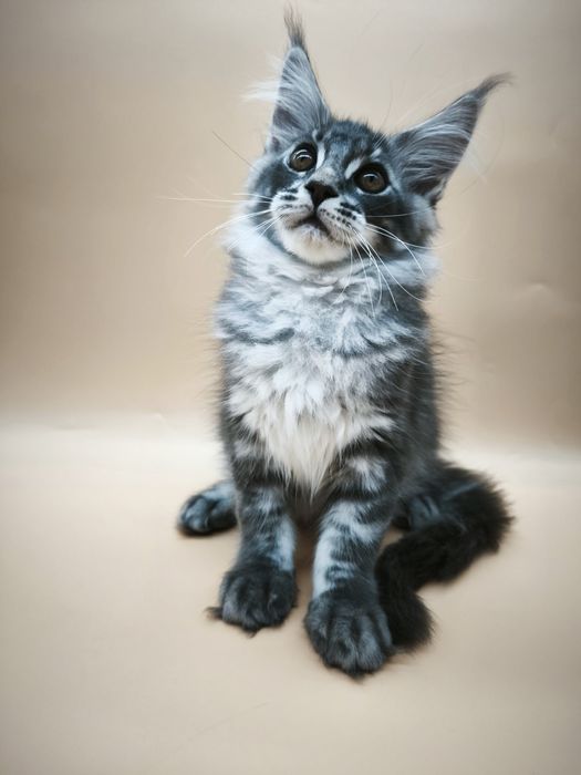 Котята МЕЙН-КУНА, привитые и есть стерелизованые