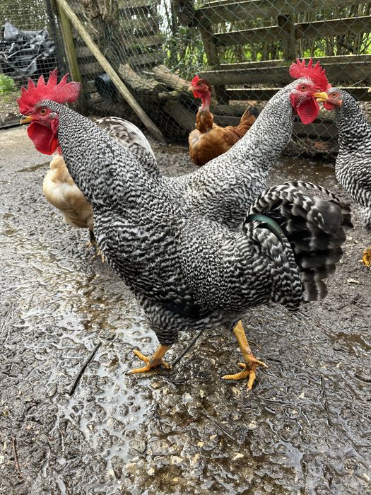 Vendo galos de raça pedrês