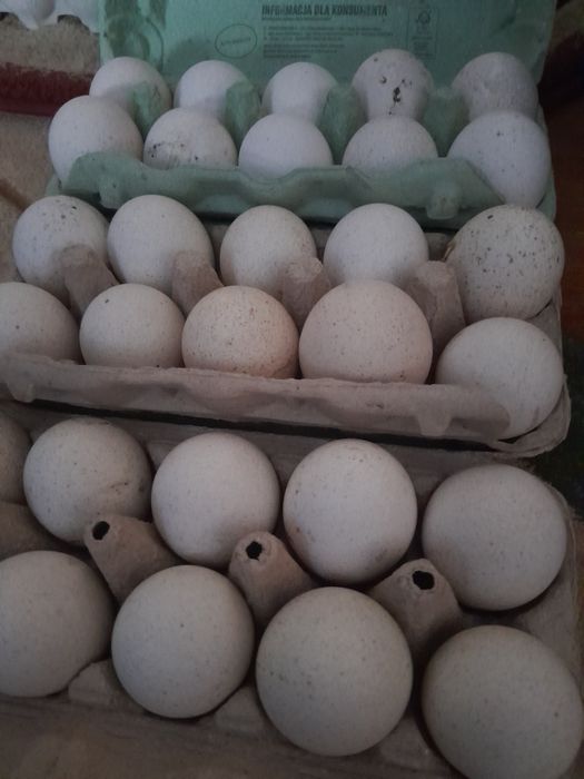 Продам індичок..