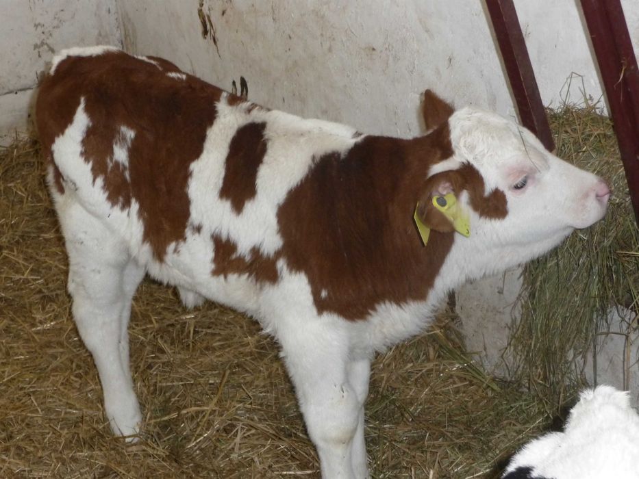 Sprzedam 2 jałówki