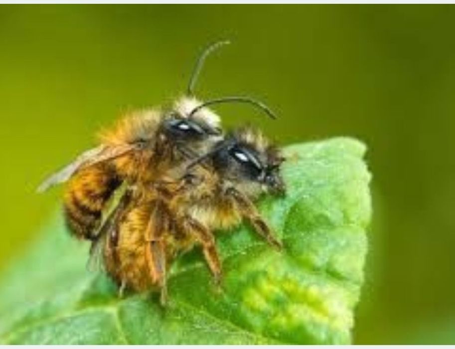 200sztuk trzciny+ 200sztu murarki +pudlegowe