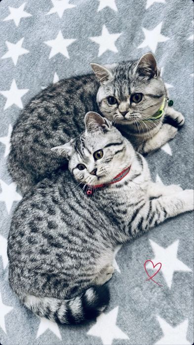 Шотландські кошенята/Scottish fold/straight