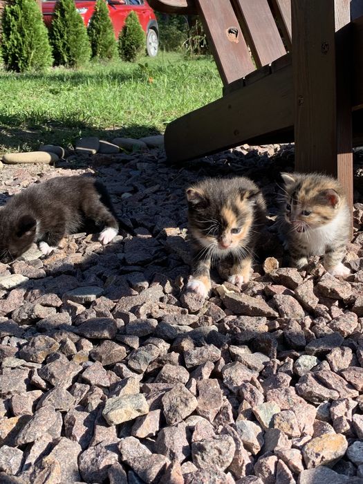 Кошенята, кошеня , котики
